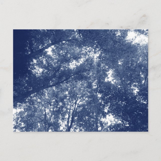 Aufwärts in den Bäumen - Cyanotypeffekt Postkarte (Vorderseite)
