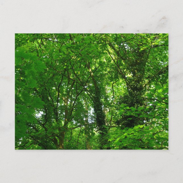 Aufwärts in den Bäumen Postkarte (Vorderseite)