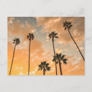 Aufwärts Sicht auf Palmen Postkarte