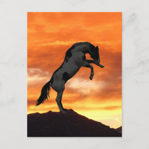 Aufzuchtpferde Postkarte