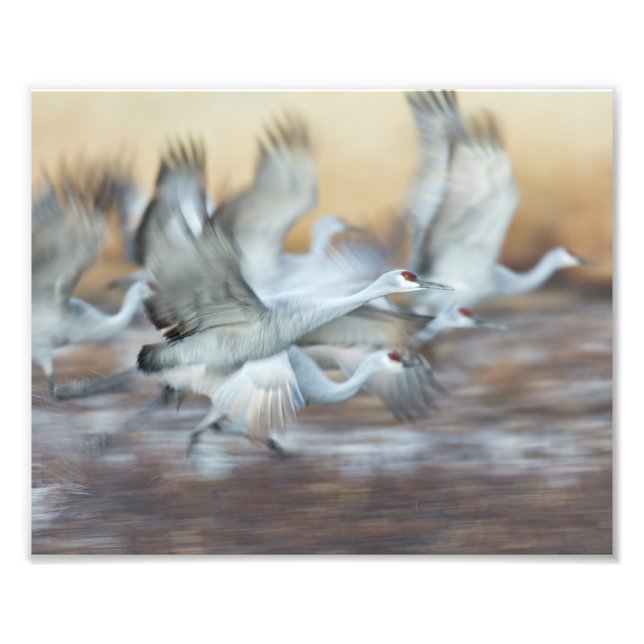 Aufzug von Sandhill Cranes Fotodruck (Vorne)