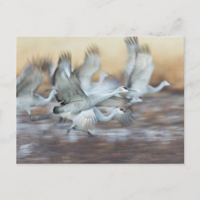 Aufzug von Sandhill Cranes Postkarte (Vorderseite)