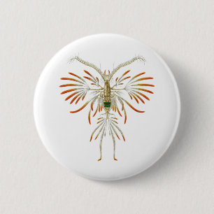 Augaptilus filigerus button