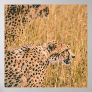 AUGE AUF DEM ZIEL - LEOPARD TIERE FOTO POSTER