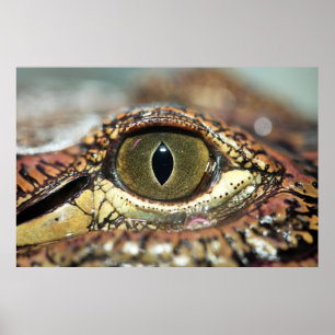 Auge auf dich Gator Poster