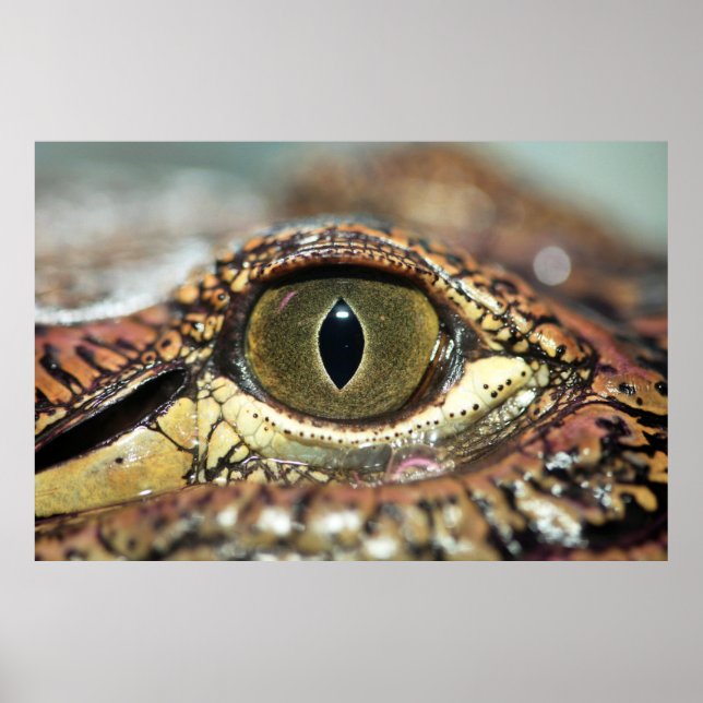 Auge auf dich Gator Poster (Vorne)
