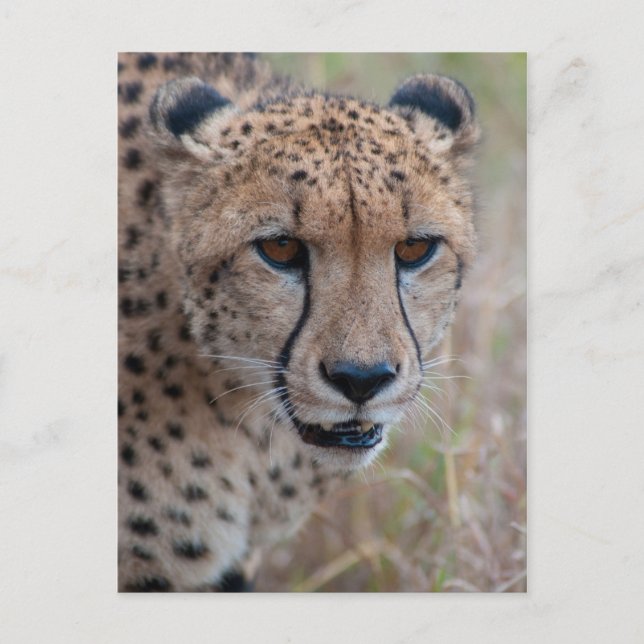 Auge bis Augen - Gepard Postkarte (Vorderseite)