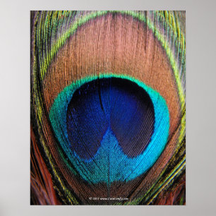 Auge der Pfau-Feder-Nahaufnahme Poster