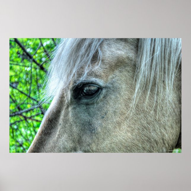 Auge der weißen Ranch Mare Foto 2 Poster (Vorne)