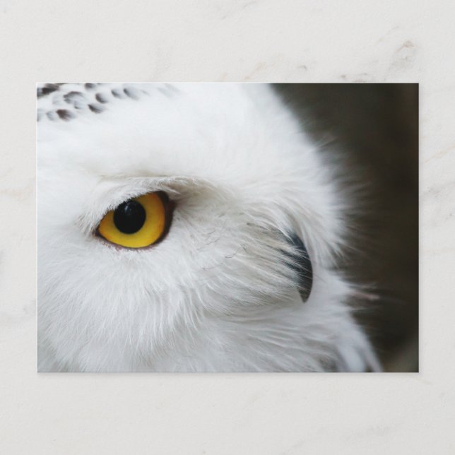 Auge des Auges Postkarte (Vorderseite)