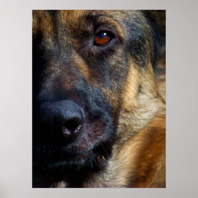 Auge des Hirten Kunstdrucks Poster (Vorne)