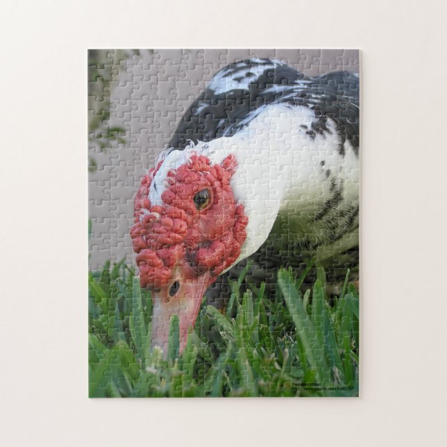 Auge des Nah-up-Duckfotos (Vertikal)