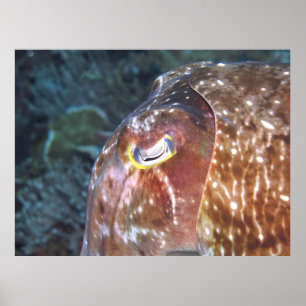 Auge des Tintenfisches Poster