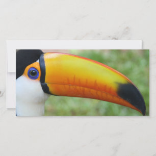Auge des Toucan