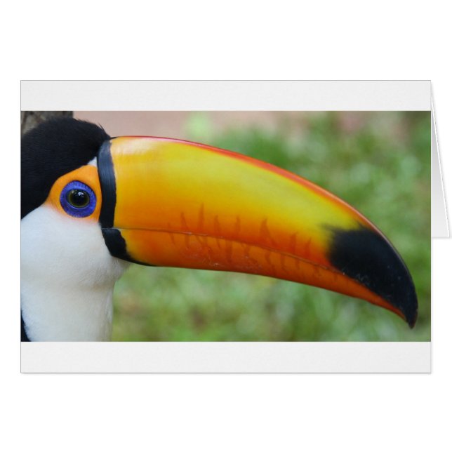 Auge des Toucan (Vorderseite (Horizontal))