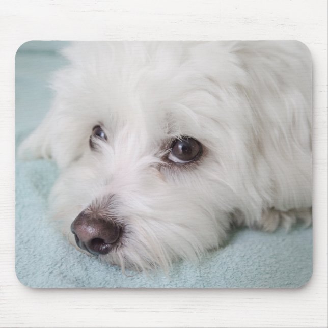 Augen Baumwollde Tulear Puppy Mousepad (Vorne)