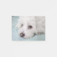Augen Baumwollde Tulear Puppy
