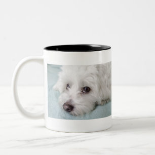 Augen Baumwollde Tulear Puppy Zweifarbige Tasse
