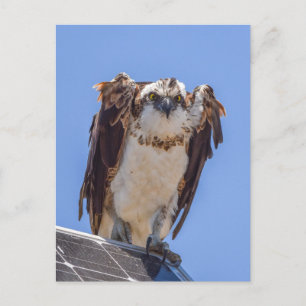 Augen des Fischadlers Postkarte