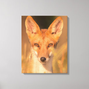 Augen des wilden Rotfuchs - Wildlife-Fotografie Leinwanddruck