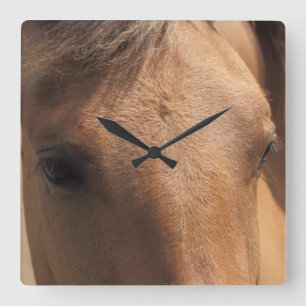 Augen einer Brown-Pferdequadrat-Wanduhr Quadratische Wanduhr