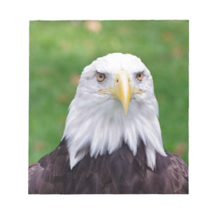 Augen eines Bald-Adlers Notizblock