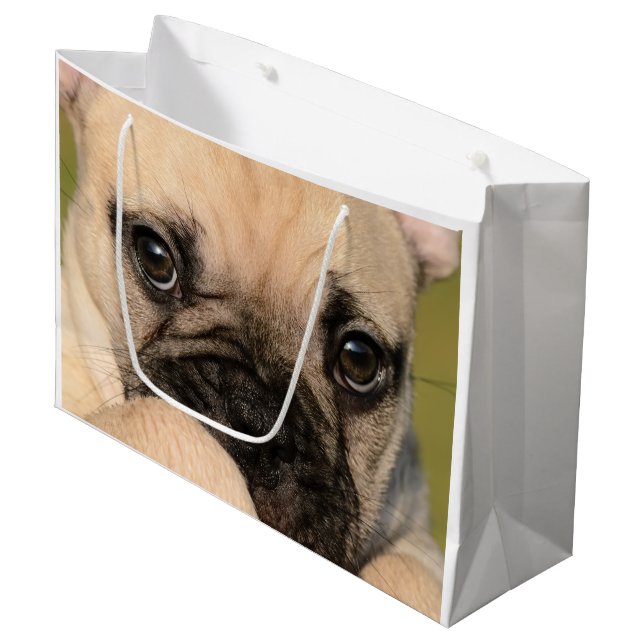Augen eines niedlichen Welpen der französischen Große Geschenktüte (Vorderseite Schrägansicht)