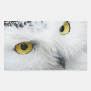 Augen Rechteckiger Aufkleber
