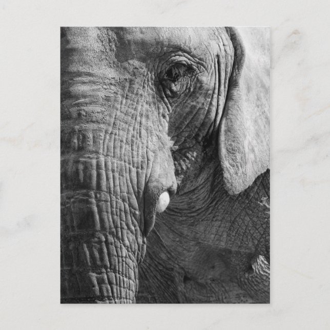 Augen-Spion Postkarte (Vorderseite)