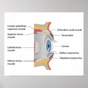 Augenkonjunktiva Anatomie Poster