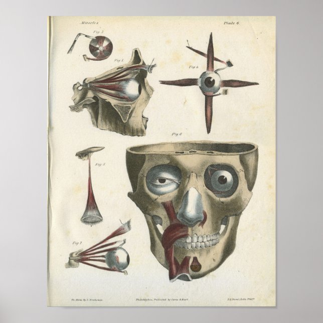 Augenmuskeln und Schädelanatomie drucken Poster (Vorne)