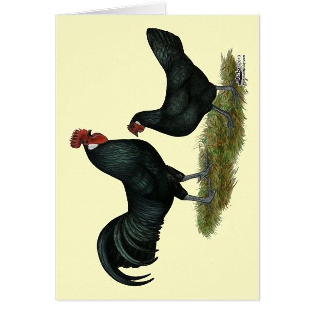 Augsburger Chickens (Vorne)