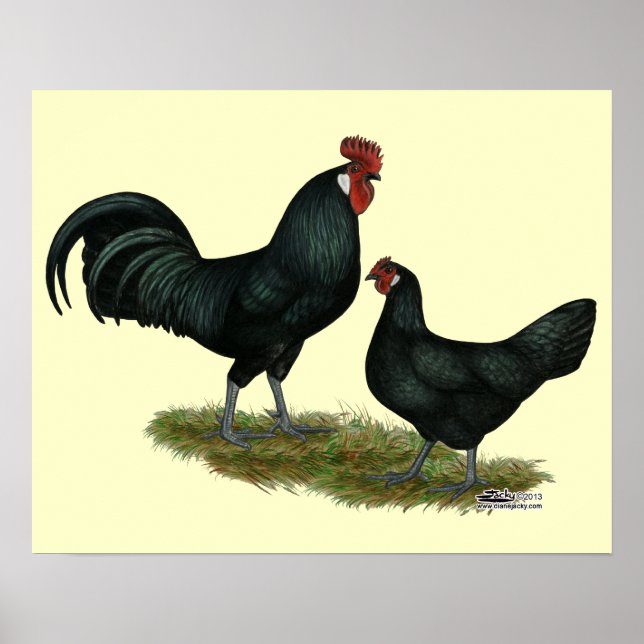 Augsburger Chickens Poster (Vorne)