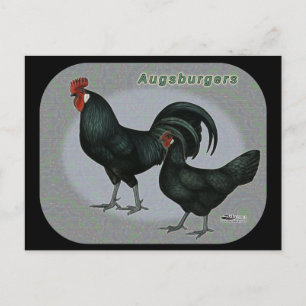Augsburger Fowl Postkarte