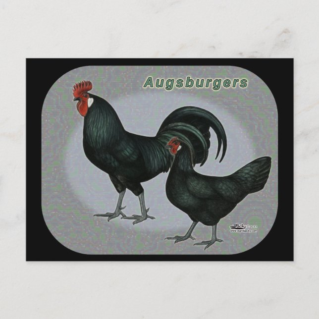 Augsburger Fowl Postkarte (Vorderseite)