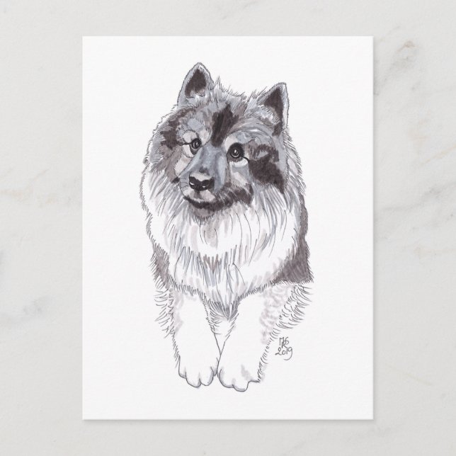 August 2019 Keeshond Postcard Ankündigungspostkarte (Vorderseite)