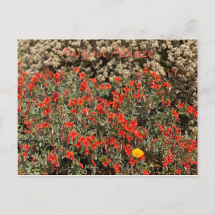 August Ablaze Postkarte