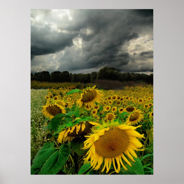 August storm, poster (Vorne)