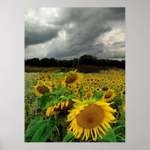 Augustregen, Sonnenblumen, Druck Poster