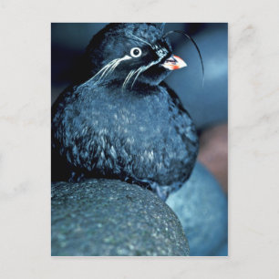 Auklet Postkarte