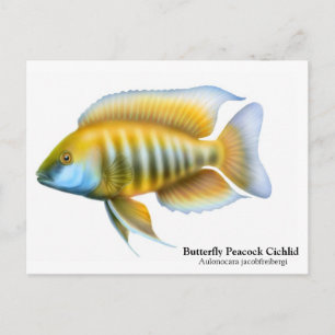 Aulonocara jacobfreibergi Postkarte