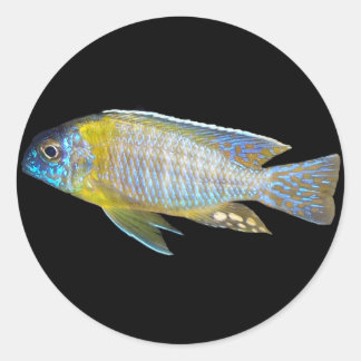Aulonocara steveni runder aufkleber