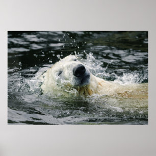 Aura des Polarbären Poster