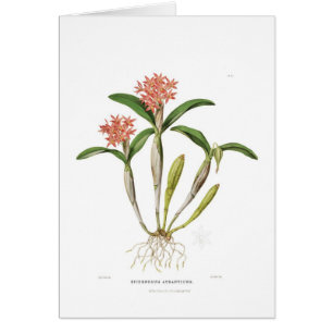 Aurantiaca de Guarianthe