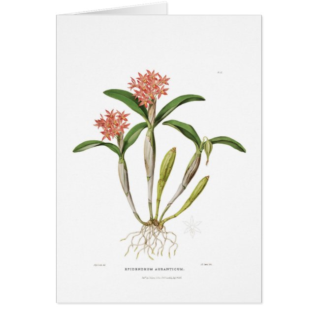 Aurantiaca de Guarianthe (Devant)