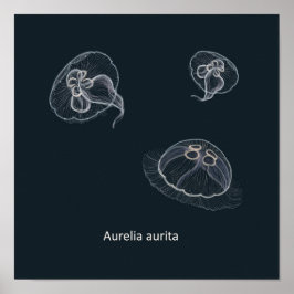 Aurelia aurita Educational Poster