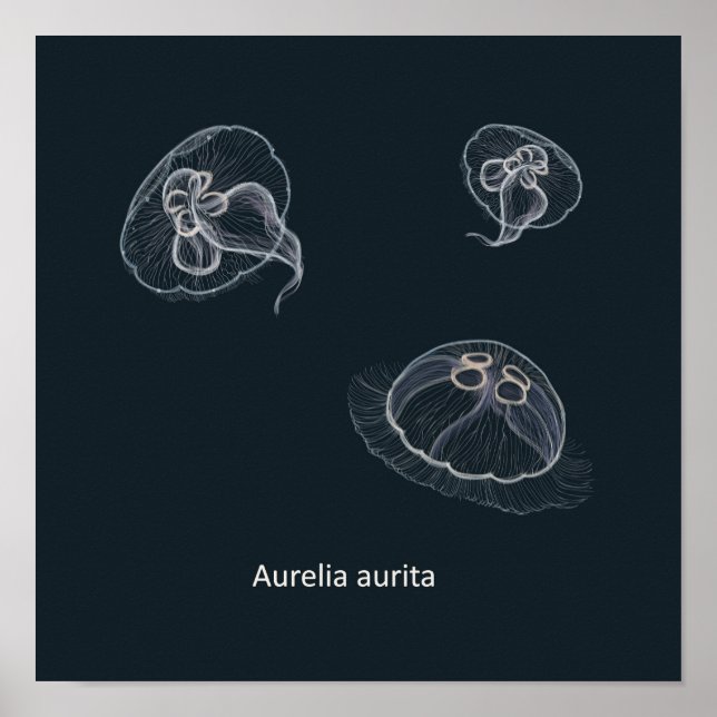 Aurelia aurita Educational Poster (Vorne)
