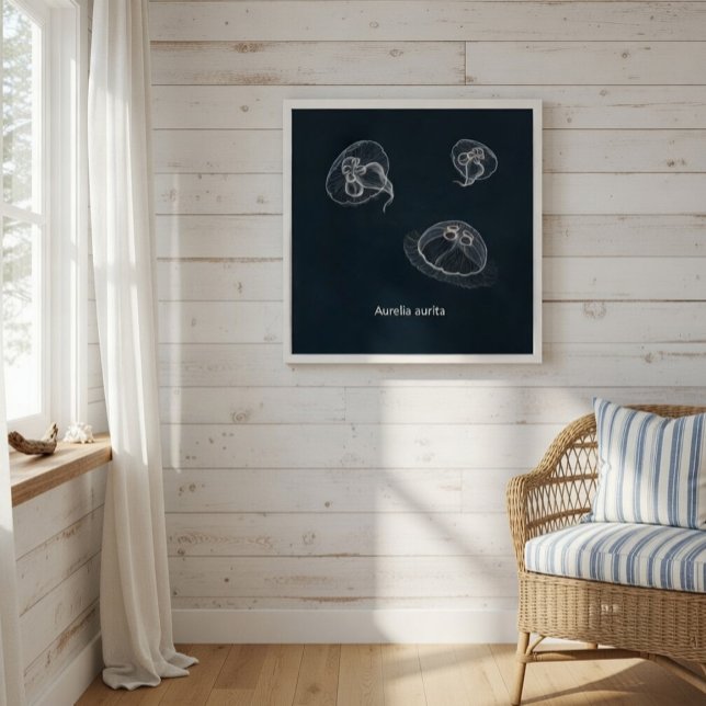 Aurelia aurita Poster éducatif (Créateur téléchargé)