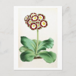 "Auricula" Vintage-Blumenillustration Postkarte