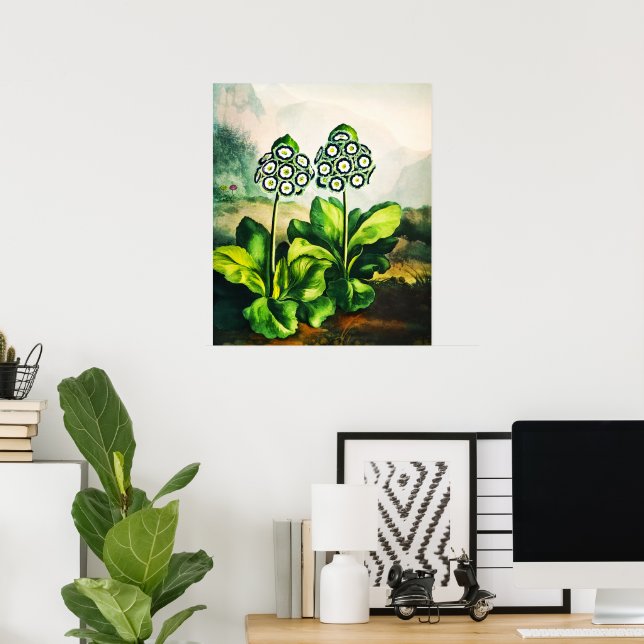 Auriculas Poster (Heimbüro)
